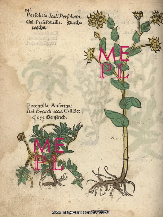 : Silverweed, Potentilla anserina, and hare's : Silverweed, Potentilla anserina, and hare's