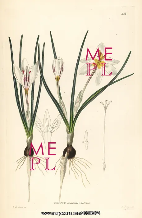 : Silvery crocus, Crocus biflorus : Silvery crocus, Crocus biflorus