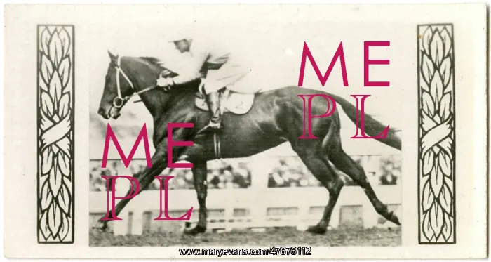 : Silvius, Australian race horse : Silvius, Australian race horse