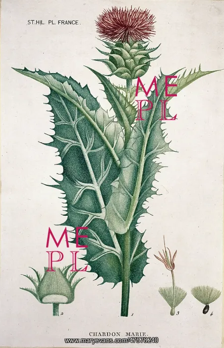 : Silybum marianum, milk thistle : Silybum marianum, milk thistle