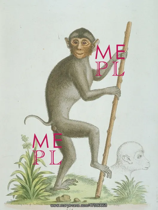: Simias sp. pig-tailed monkey from Sumatra : Simias sp. pig-tailed monkey from Sumatra