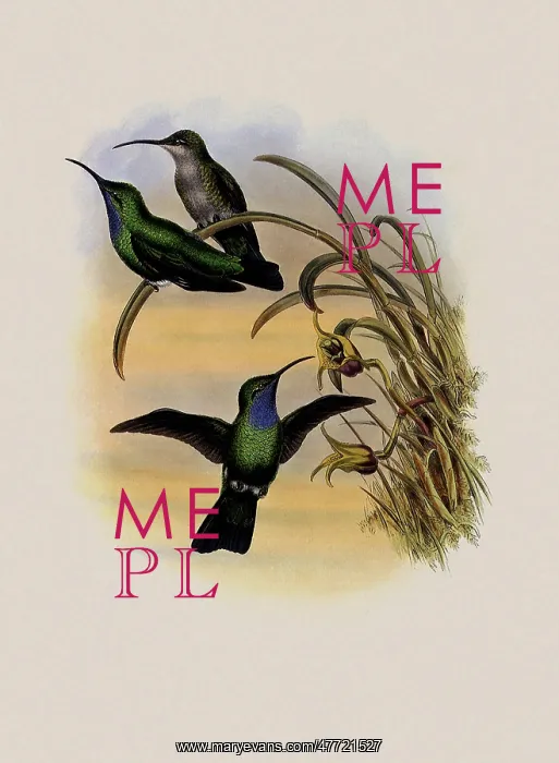 : Simon's Sabre-Wing, Campylopterus Phainopeplus : Simon's Sabre-Wing, Campylopterus Phainopeplus