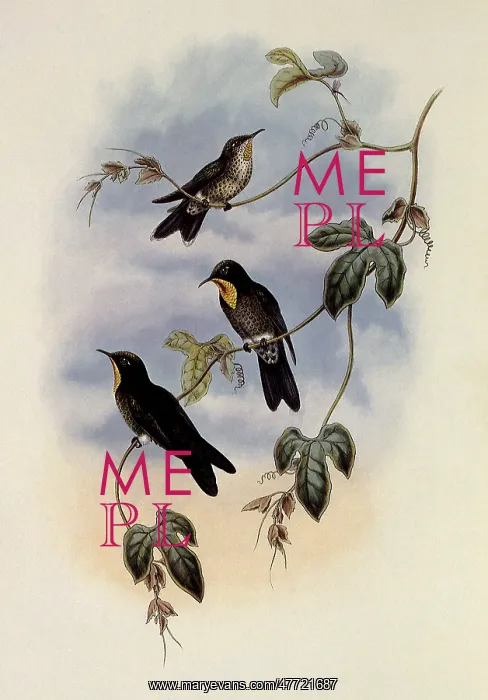 : Simon's Thornbill, Rhamphomicron Dorsale : Simon's Thornbill, Rhamphomicron Dorsale