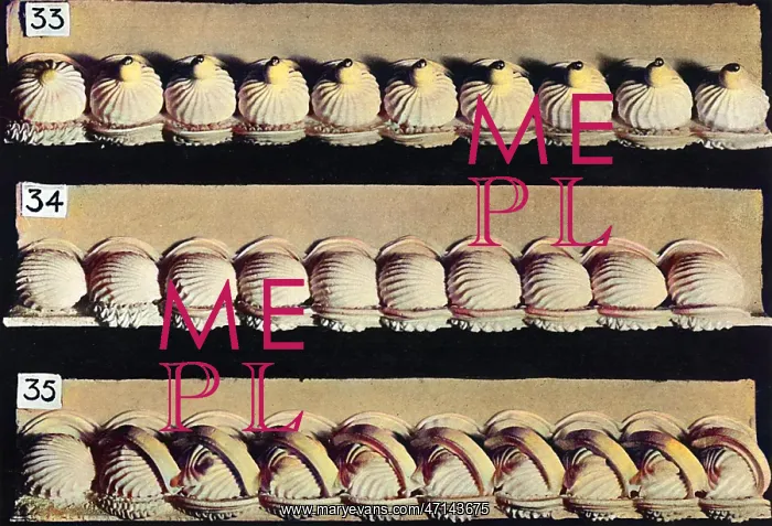 : Simple Cake Base Borders : Simple Cake Base Borders