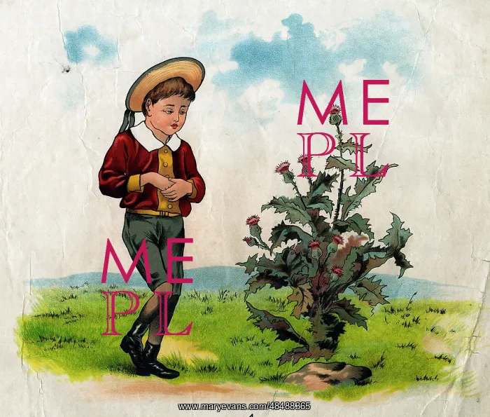 : Simple Simon with thistle : Simple Simon with thistle