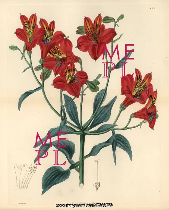 : Sims Peruvian lily, Alstroemeria ligtu subsp. simsii : Sims Peruvian lily, Alstroemeria ligtu subsp. simsii