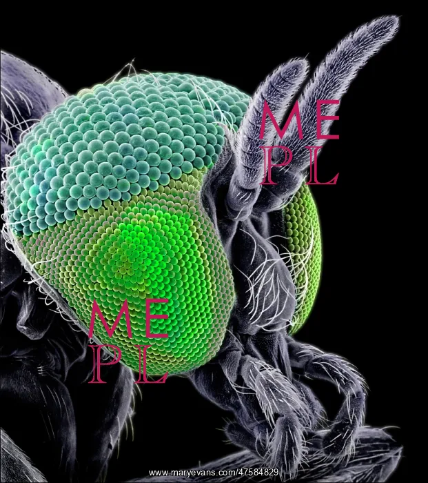 : Simulium damnosum, Simulian blackfly : Simulium damnosum, Simulian blackfly
