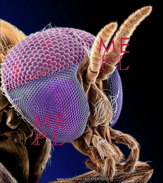 : Simulium damnosum, simulian blackfly : Simulium damnosum, simulian blackfly