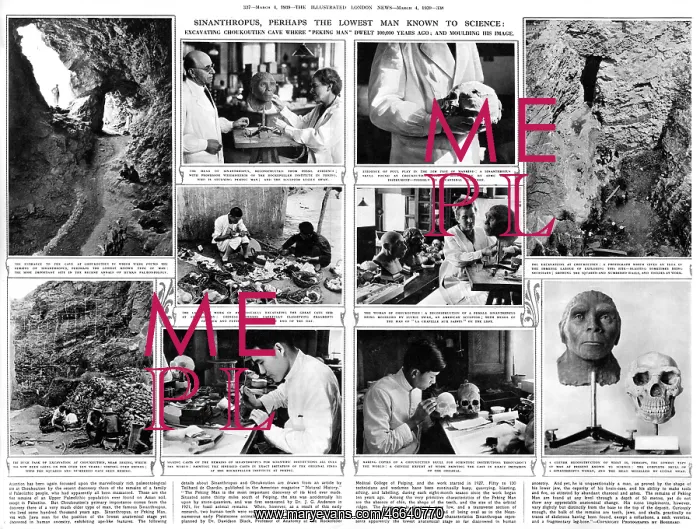 : Sinanthropus, perhaps the lowest man known to science : Sinanthropus, perhaps the lowest man known to science