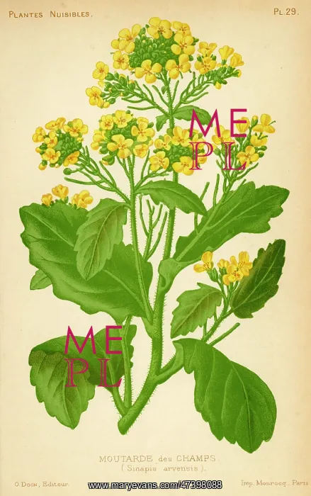  : Sinapis Arvensis