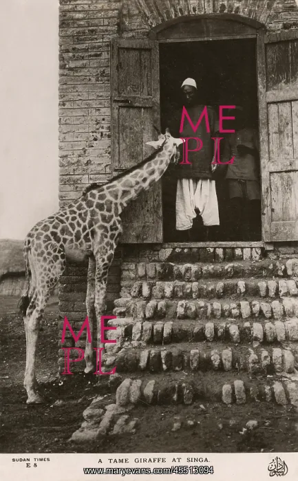 : Singa, Sudan - A Tame Giraffe : Singa, Sudan - A Tame Giraffe