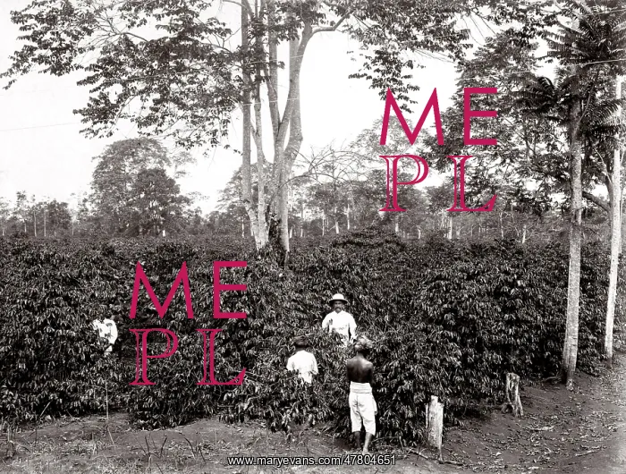 : Singapore - coffee plantation with workers and overseer : Singapore - coffee plantation with workers and overseer