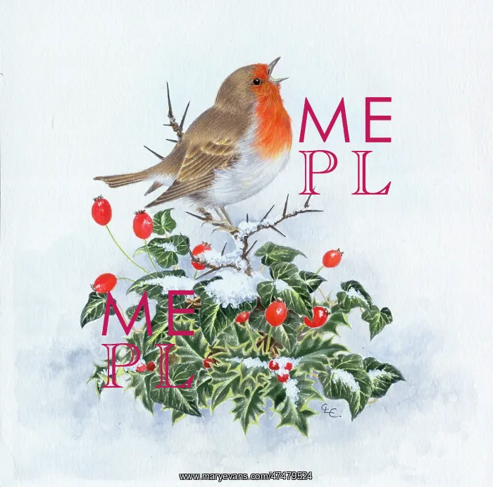  : Singing robin on hips with holly and ivy