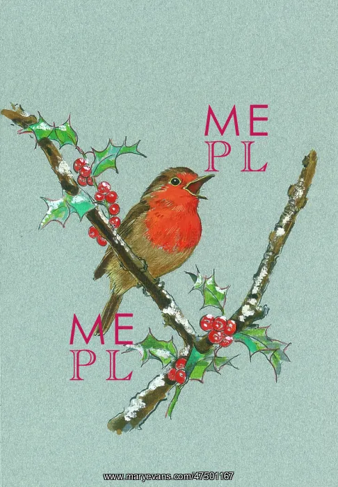  : Singing Robin on a holly branch