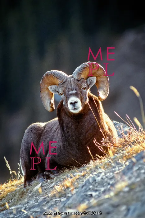 : Single Bighorn Ram Ovis Canadensis Lying Down : Single Bighorn Ram Ovis Canadensis Lying Down
