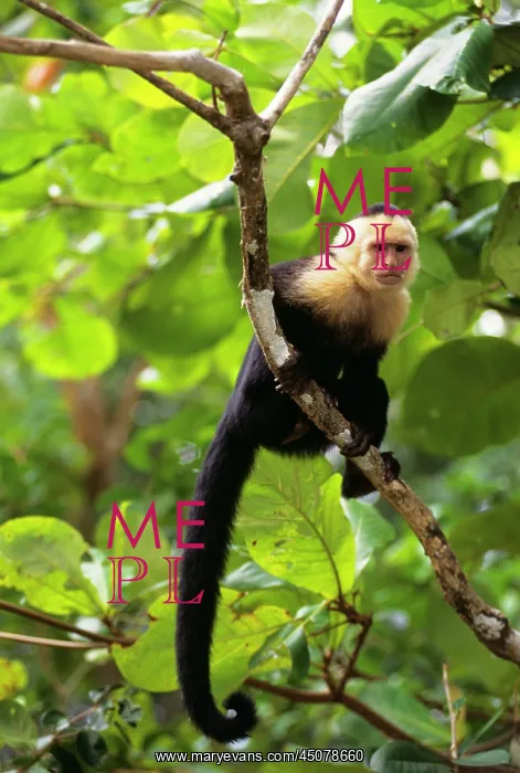 : Single Colombian White-Faced Capuchin Cebus Capucinus : Single Colombian White-Faced Capuchin Cebus Capucinus