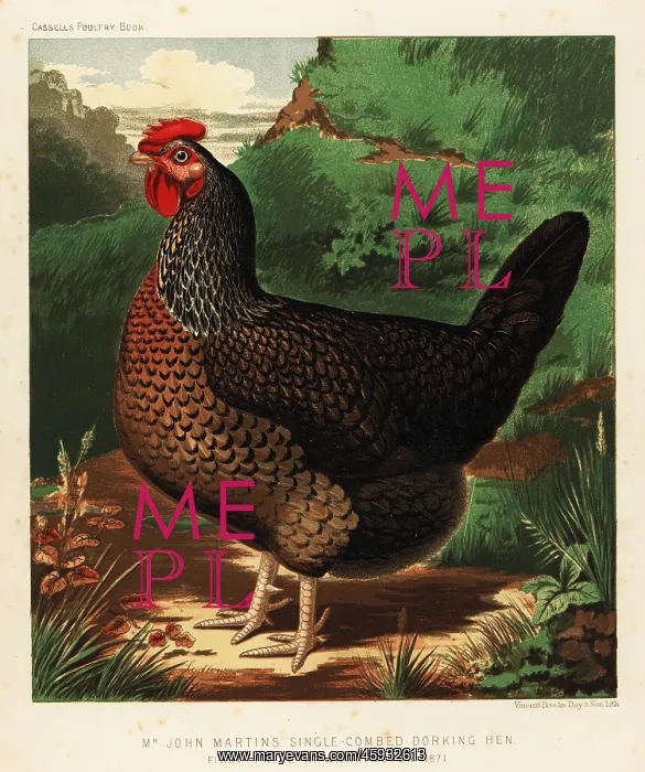 : Single-combed Dorking hen : Single-combed Dorking hen