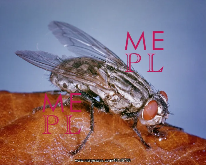: Single Common House Fly Musca : Single Common House Fly Musca