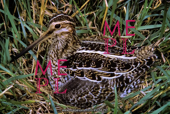 : Single Common Snipe Gallinago Gallinago Game Bird : Single Common Snipe Gallinago Gallinago Game Bird