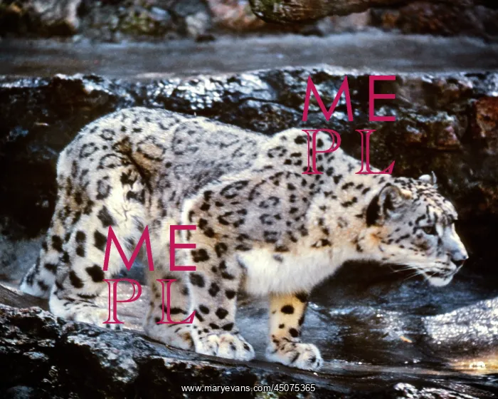 : A Single Crouching Snow Leopard Panthera Uncia : A Single Crouching Snow Leopard Panthera Uncia