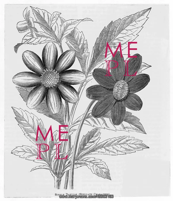  : SINGLE DAHLIAS