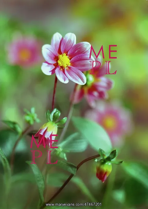  : Single Dahlias
