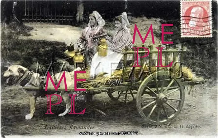 : SINGLE DOG AND MILK CART : SINGLE DOG AND MILK CART