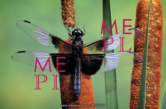  : Single Dragonfly Odonata Anisoptera Perching on