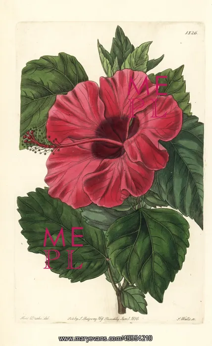 : Single-flowered Chinese rose mallow, Hibiscus rosa-sinensis : Single-flowered Chinese rose mallow, Hibiscus rosa-sinensis