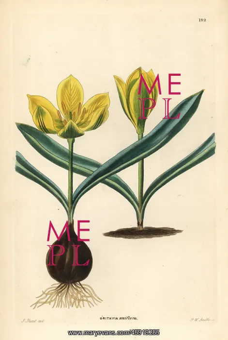 : Single-flowered tulip, Tulipa uniflora : Single-flowered tulip, Tulipa uniflora