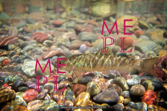 : Single Freshwater Brook Trout Salvelinus Fontinalis : Single Freshwater Brook Trout Salvelinus Fontinalis