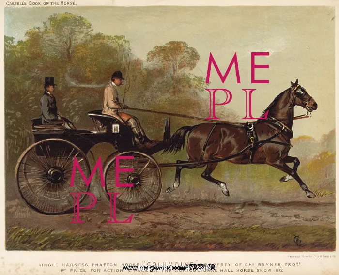 : SINGLE HARNESS PHAETON : SINGLE HARNESS PHAETON