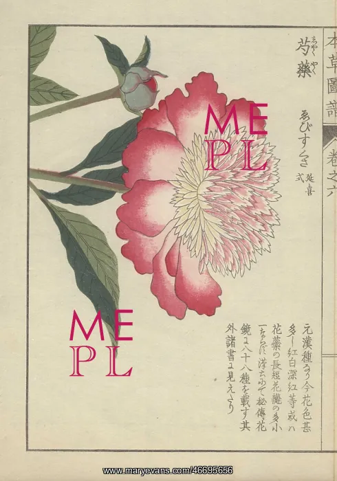 : Single, large peony flower with pink and white : Single, large peony flower with pink and white