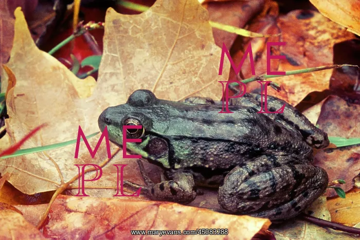: Single Leopard Frog Lithobates Sp Generic Name : Single Leopard Frog Lithobates Sp Generic Name