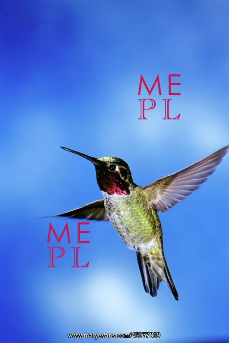 : Single Male Annas Hummingbird : Single Male Annas Hummingbird