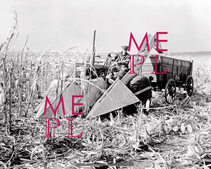 : Single Man Farmer Driving a Tractor and Corn Harvester : Single Man Farmer Driving a Tractor and Corn Harvester