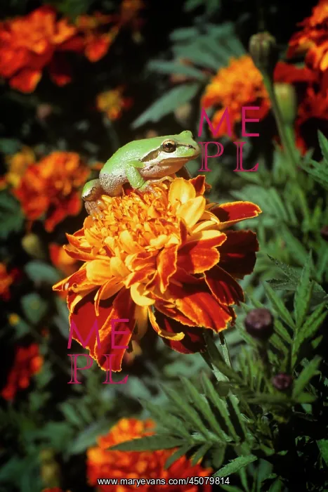 : Single Pacific Tree Frog Pseudacris Regilla on : Single Pacific Tree Frog Pseudacris Regilla on