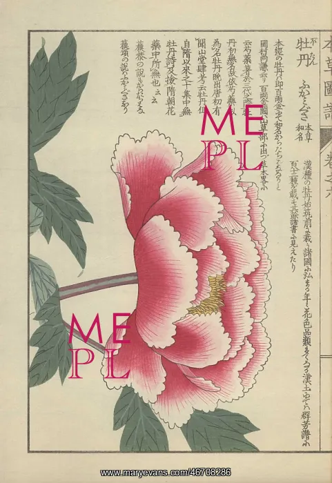 : Single peony flower in full bloom with crenellated : Single peony flower in full bloom with crenellated