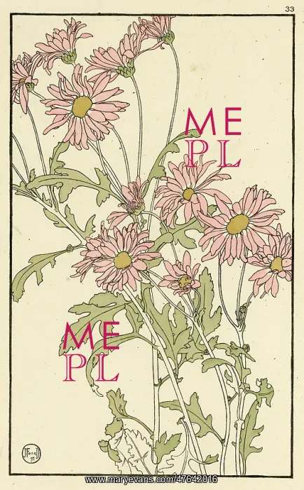 : Single Pink Chrysanthemum : Single Pink Chrysanthemum