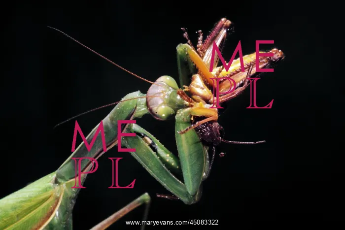 : Single Praying Mantis Mantodea Sp Insect Preying : Single Praying Mantis Mantodea Sp Insect Preying