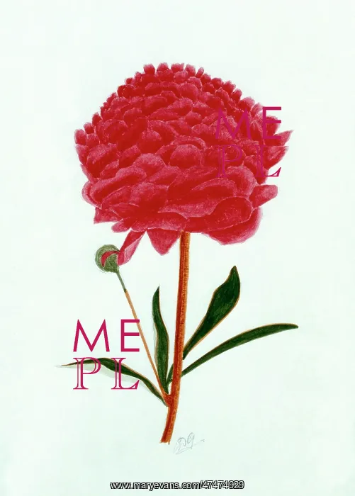  : Single Red Peony