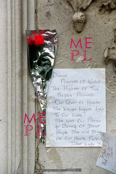 : Single Rose For Diana : Single Rose For Diana