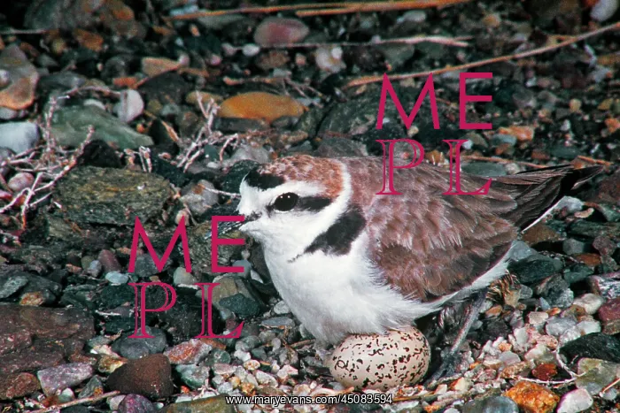 : Single Snowy Plover Charadrius Nivosus with an : Single Snowy Plover Charadrius Nivosus with an