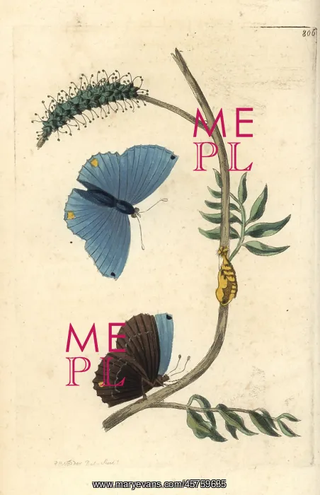 : Single-spotted butterfly, Papilio spondiae : Single-spotted butterfly, Papilio spondiae