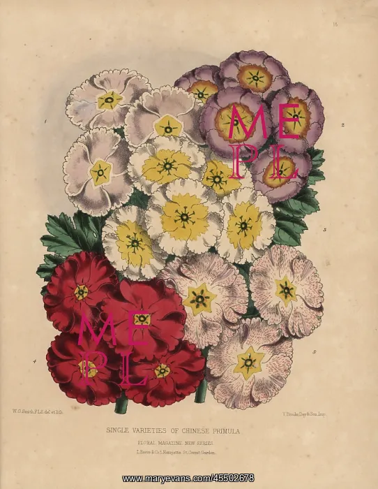 : Single varieties of Chinese primula: Scarlet : Single varieties of Chinese primula: Scarlet
