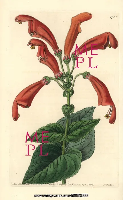 : Sinningia bulbosa : Sinningia bulbosa