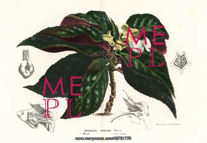: Sinningia carolinae : Sinningia carolinae