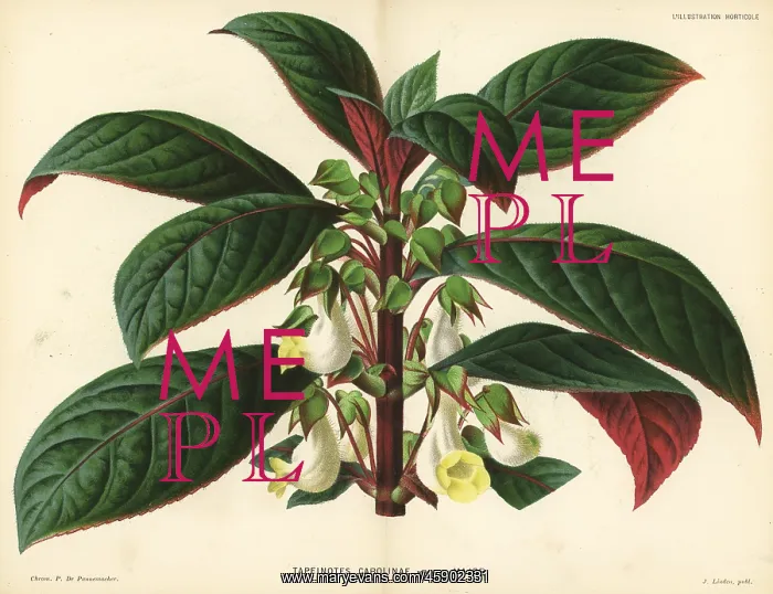 : Sinningia carolinae : Sinningia carolinae