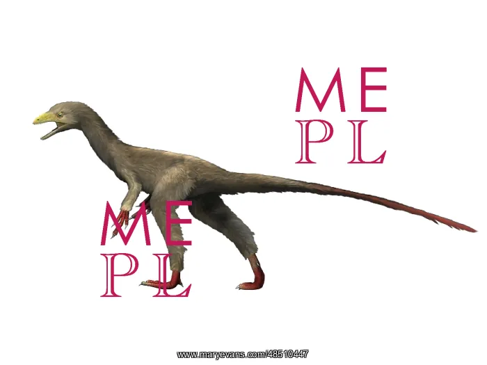 : Sinocalliopteryx dinosaur : Sinocalliopteryx dinosaur