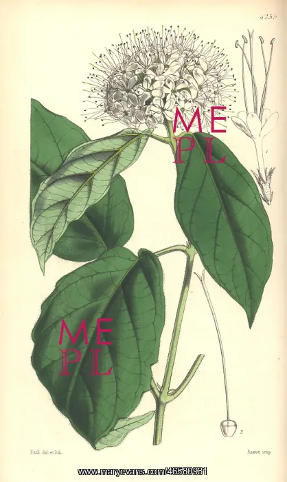 : Sinuate leaved clerodendron, Clerodendron sinuatum : Sinuate leaved clerodendron, Clerodendron sinuatum